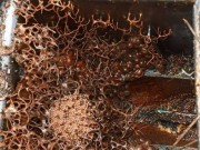 Nhà đẹp - Mở hộp đồng hồ nước để lâu ngày, đôi vợ chồng hoảng hốt thấy thứ kinh dị bên trong