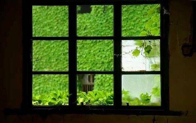 Một du khách tò mò đã chụp bức hình nhìn ra ngoài từ cửa sổ cũ trong ngôi nhà hoang – Cửa sổ với lối kiến trúc cũ, đem lại cảm giác êm đềm cho không gian nơi đây
