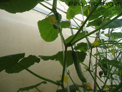 Những trái dưa chuột đang phát triển trên cây
