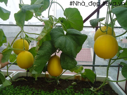 Những trái dưa Kim Cô Nương chín vàng sau thu hoạch