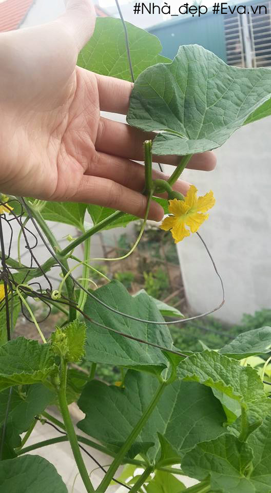 Kỹ thuật tỉa nhánh phụ cây dưa lê