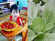 Nhà đẹp - Hết ở cữ, 9X Vũng Tàu sắm ngay thùng, chậu trồng rau sạch kịp kỳ con ăn dặm