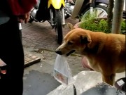 Tin tức - Sự thật phía sau chú chó đi bán vé số cho chủ “nức lòng” dân mạng