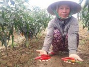 Mua sắm - Giá cả - Ớt xuất khẩu tới ngày thu hoạch nhưng không ai mua