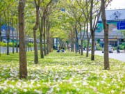 Du lịch - Sài Gòn đâu chỉ có nắng mưa, còn có những mùa hoa đẹp say lòng nữa!