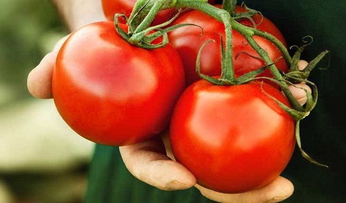 Được ăn miễn phí cà chua ngon nhiều năm, ai ngờ cây tươi tốt vì... xác chết trong vườn - 1