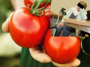 Nhà đẹp - Được ăn miễn phí cà chua ngon nhiều năm, ai ngờ cây tươi tốt vì... xác chết trong vườn