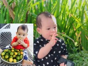 Nhà đẹp - Cóc, quất trong vườn trĩu quả, cậu út nhà Lý Hải Minh Hà ăn thử "ê răng" khiến dân mạng phát sốt