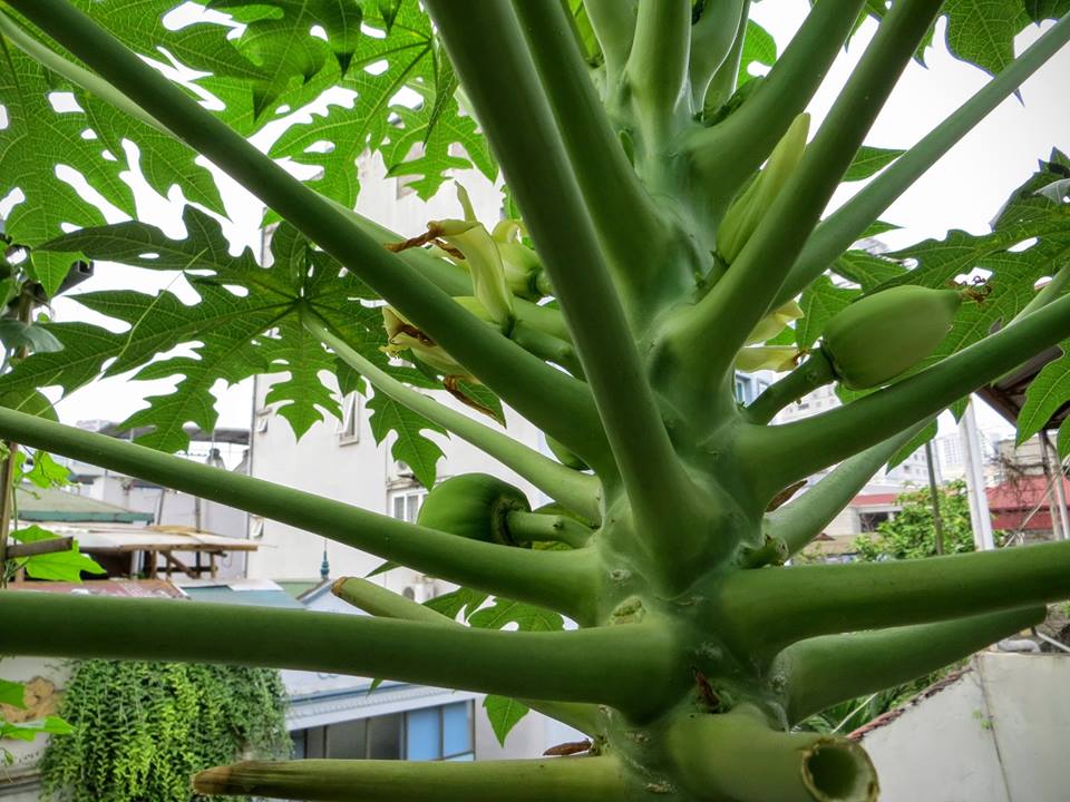 Lão Nông Phố mách cách trồng đu đủ trong chậu và thùng xốp sai quả - 8