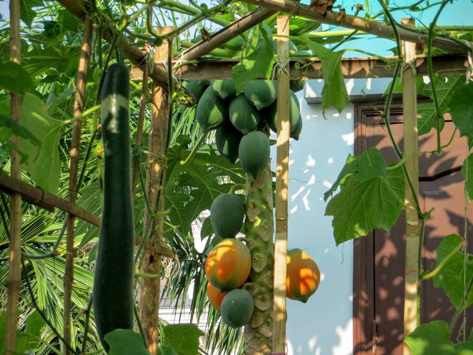 Lão Nông Phố mách cách trồng đu đủ trong chậu và thùng xốp sai quả - 12