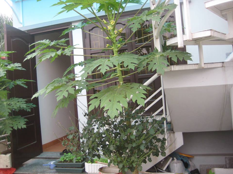 Lão Nông Phố mách cách trồng đu đủ trong chậu và thùng xốp sai quả - 7