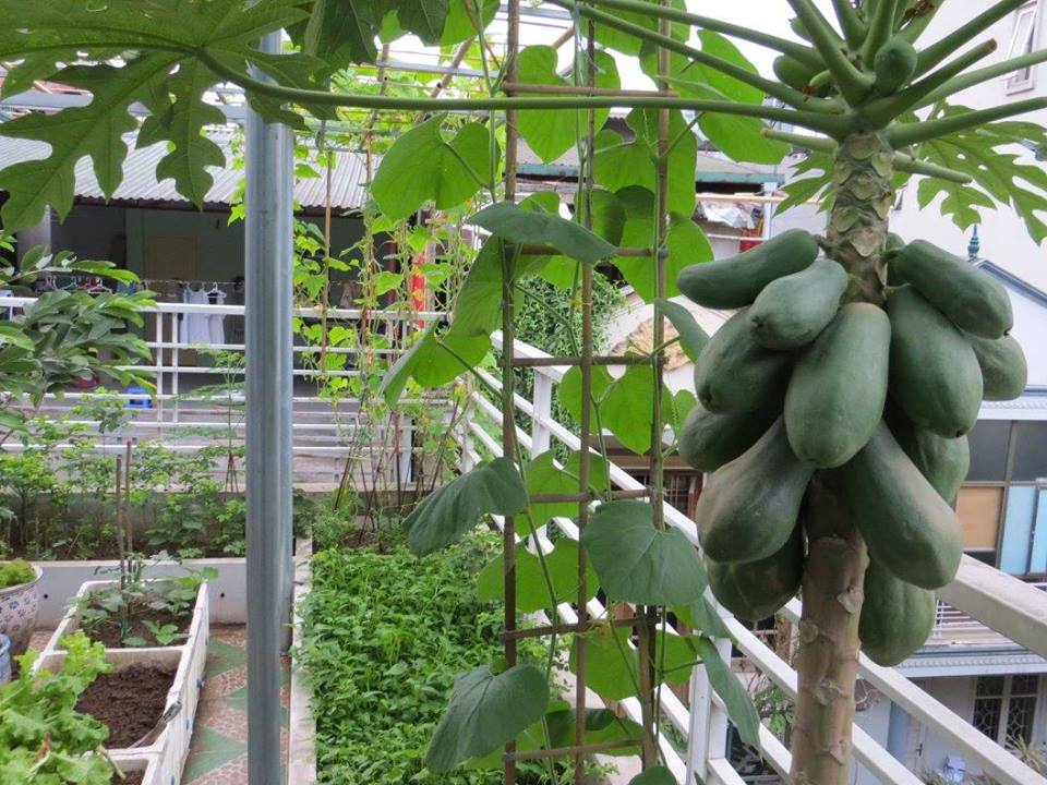 Lão Nông Phố mách cách trồng đu đủ trong chậu và thùng xốp sai quả - 9