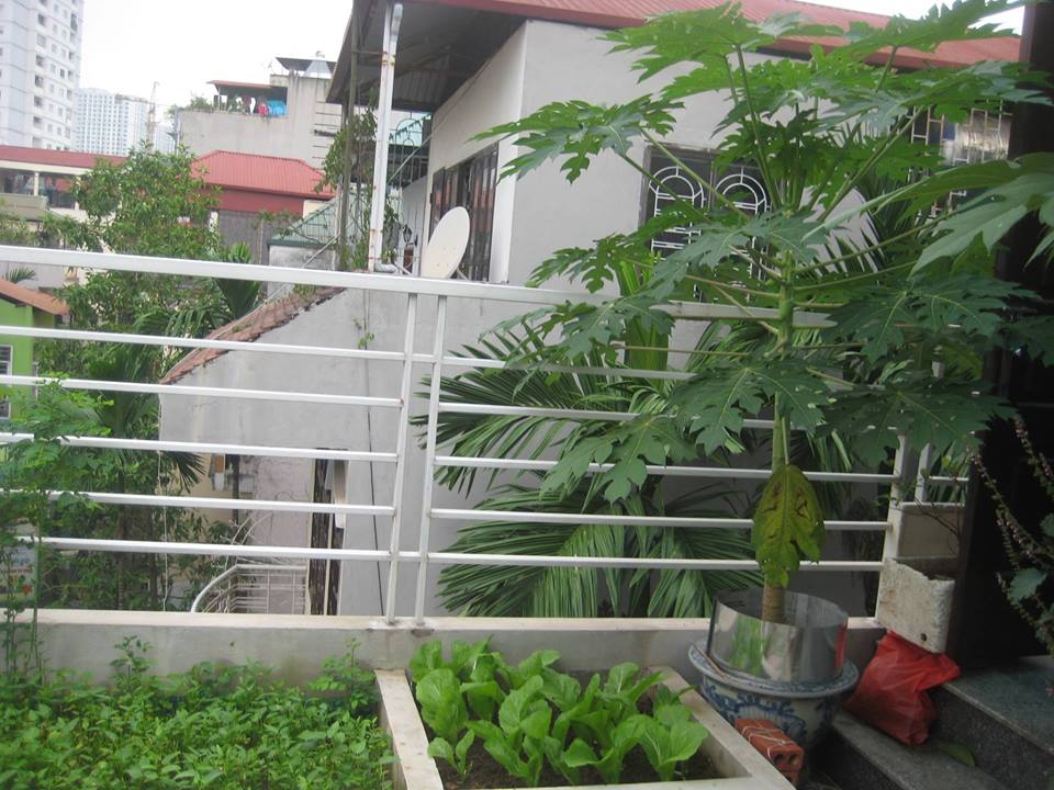 Lão Nông Phố mách cách trồng đu đủ trong chậu và thùng xốp sai quả - 6