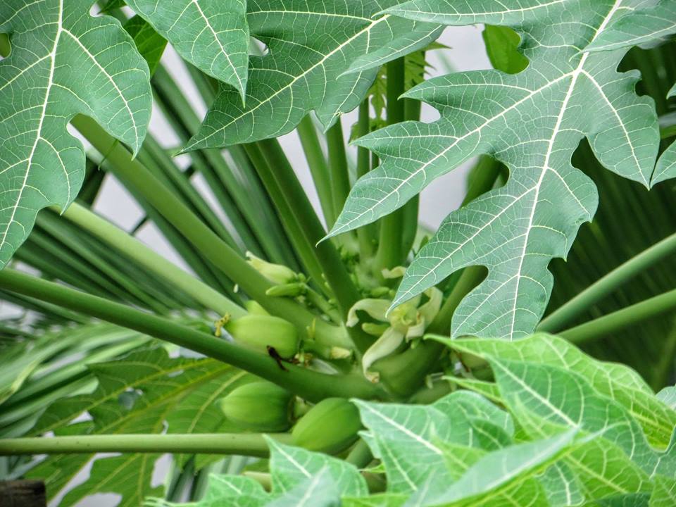 Lão Nông Phố mách cách trồng đu đủ trong chậu và thùng xốp sai quả - 3