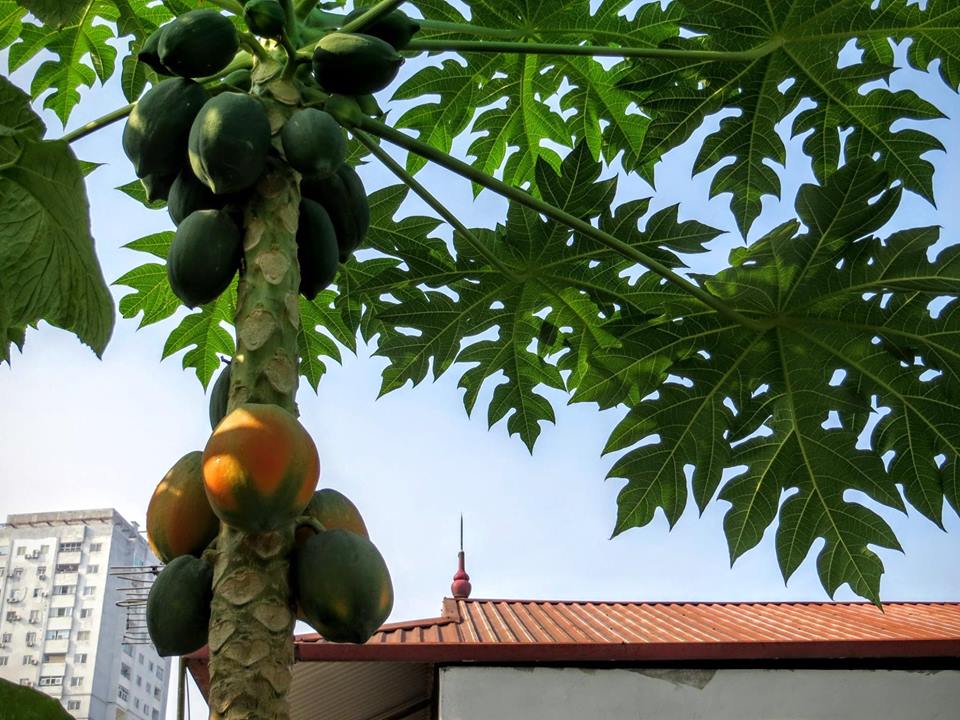 Lão Nông Phố mách cách trồng đu đủ trong chậu và thùng xốp sai quả - 11