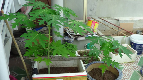 Lão Nông Phố mách cách trồng đu đủ trong chậu và thùng xốp sai quả - 4