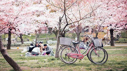 Đón mùa hoa Nhật Bản qua ẩm thực ngay giữa lòng Hà Nội - 1