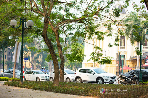 Hàng rào tre nhọn ở vườn hoa gần Nhà hát Lớn đã được gỡ bỏ hoàn toàn - 2