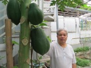 Nhà đẹp - Lão Nông Phố mách cách trồng đu đủ trong chậu và thùng xốp sai quả