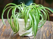 Nhà đẹp - Nhà chật chội, tối tăm đến mấy cũng trồng được 8 loại cây cảnh "siêu dễ tính" này