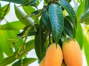 Sức khỏe - Kỳ diệu chế biến lá xoài tươi giúp chữa bệnh và làm đẹp hiệu quả