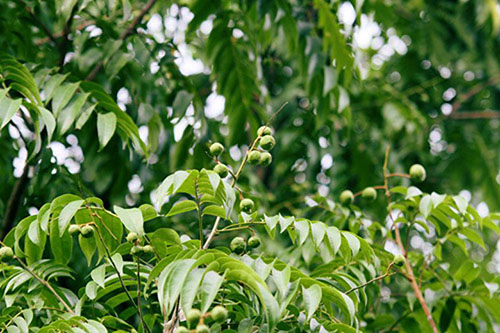 Đã nhắc đến Hà Nội, không ai có thể quên được những món đặc sản đặc biệt này - 9