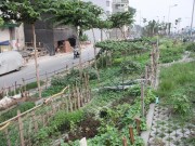 Nhà đẹp - Hà Nội: Mãn nhãn vườn rau sạch dài gần 2km trồng trong hốc xi măng