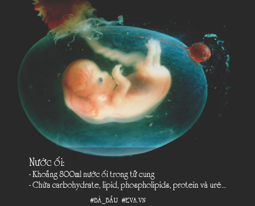 Nhau thai, dây rốn và nước ối: 14 sự thật đáng kinh ngạc - 3