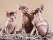 Nhà đẹp - Vì sao loài mèo xấu nhất thế giới lại có giá “đắt nhất thế giới”?