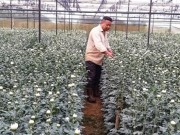 Mua sắm - Giá cả - Nông dân xuất khẩu hoa sang Nhật, Hàn