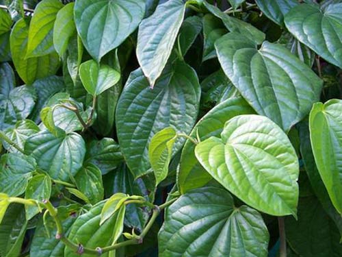 3 loại lá cây trong vườn giúp hỗ trợ trị phụ khoa - 1