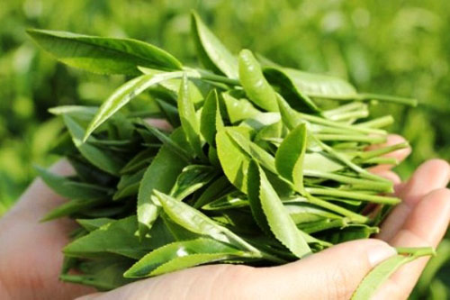 3 loại lá cây trong vườn giúp hỗ trợ trị phụ khoa - 2