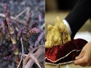 Nhà đẹp - "Ném" trăm triệu cũng chỉ đủ "hít mùi" những loại rau củ đắt đỏ nhất thế giới
