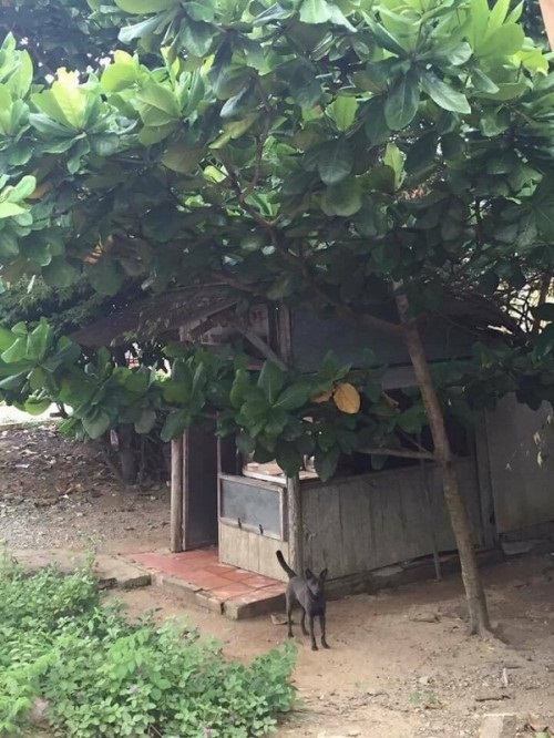 Đã tìm ra amp;#34;tung tíchamp;#34; túp lều tranh kinh doanh... vàng 24k hot nhất MXH - 4