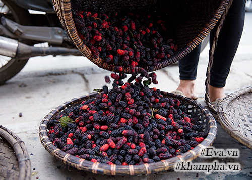 Mùa dâu tằm về chọn quả ngon ngâm nước uống thôi! - 9