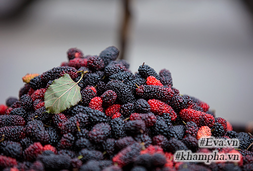 Mùa dâu tằm về chọn quả ngon ngâm nước uống thôi! - 8