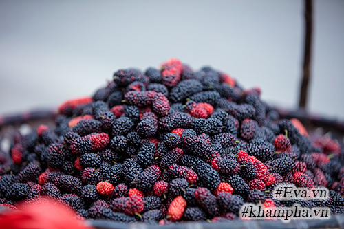 Mùa dâu tằm về chọn quả ngon ngâm nước uống thôi! - 7