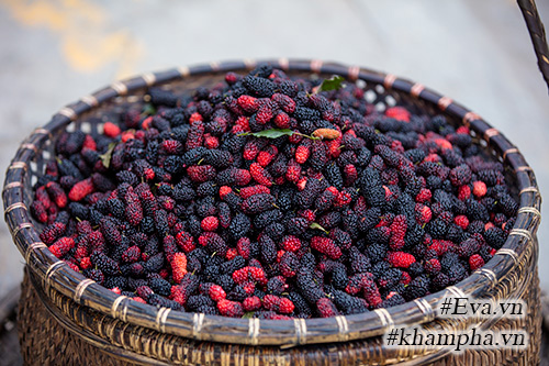 Mùa dâu tằm về chọn quả ngon ngâm nước uống thôi! - 6