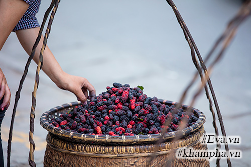 Mùa dâu tằm về chọn quả ngon ngâm nước uống thôi! - 3