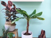 Nhà đẹp - Không thể tin nổi có ngày chuối thành cây cảnh "hot" nhất trong nhà