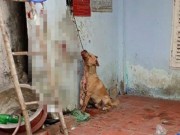 Tin tức - Nam thanh niên treo cổ chú chó rồi đánh đập dã man để trả thù chủ nhân gây phẫn nộ