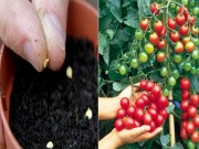 Nhà đẹp - Mách mẹ 3 cách trồng cây siêu dễ, cho quả hái mỏi tay từ quả có sẵn trong bếp