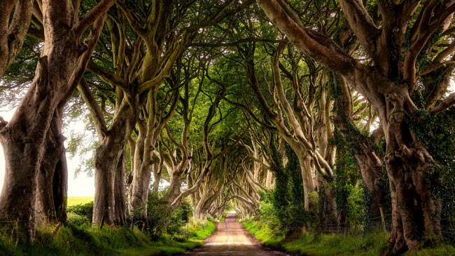 Dark Hedges, Ireland: Hàng cây sồi này được gia đình nhà Stuart trồng vào thế kỷ thứ 18 nhằm trang trí lối vào ngôi nhà của họ. Ngày nay, khu nhà ở đã được chuyển thành sân golf, nhưng hàng cây cổ thụ vẫn được giữ nguyên và ẩn chứa nhiều câu chuyện huyền bí.
