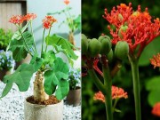 Nhà đẹp - Những loại cây cảnh đẹp nhưng chứa chất cực độc, người trồng ít ai biết