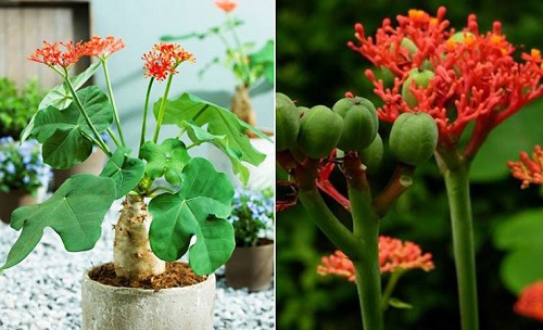 Những loại cây cảnh đẹp nhưng chứa chất cực độc, người trồng ít ai biết - 1