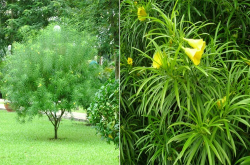 Những loại cây cảnh đẹp nhưng chứa chất cực độc, người trồng ít ai biết - 5