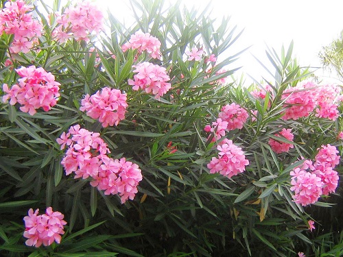 Những loại cây cảnh đẹp nhưng chứa chất cực độc, người trồng ít ai biết - 3
