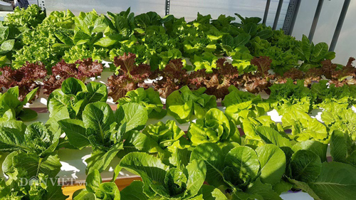 Chi tiết cách làm vườn rau thủy canh amp;#34;vạn người mêamp;#34; của ông bố Nha Trang - 4
