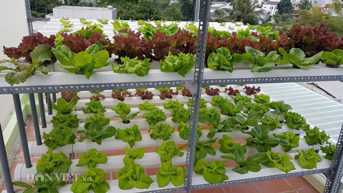 Chi tiết cách làm vườn rau thủy canh amp;#34;vạn người mêamp;#34; của ông bố Nha Trang - 5