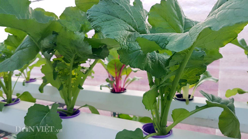 Chi tiết cách làm vườn rau thủy canh amp;#34;vạn người mêamp;#34; của ông bố Nha Trang - 6